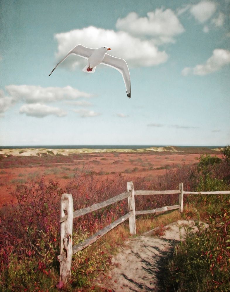 Gull over Coastal Trail art print by Brooke T. Ryan for $57.95 CAD