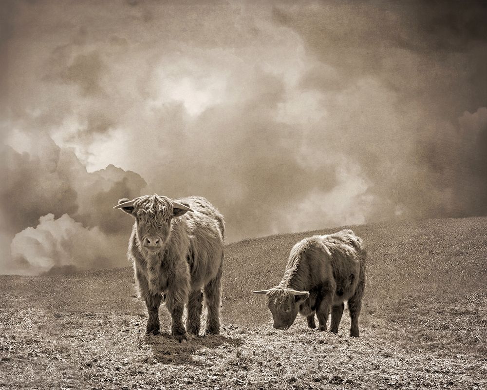 Scottish Highland Cattle No. 2 art print by Brooke T. Ryan for $57.95 CAD