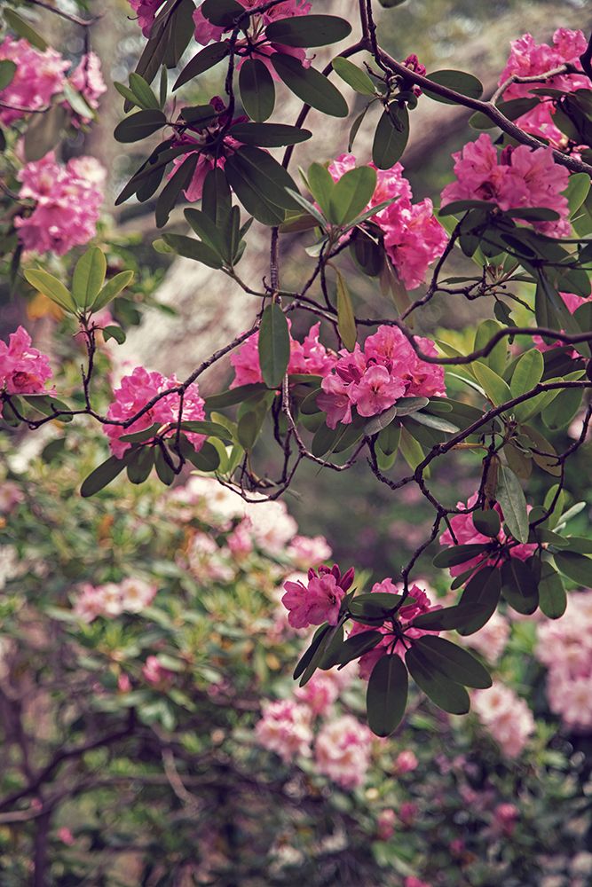 Rhododendrons art print by Brooke T. Ryan for $57.95 CAD