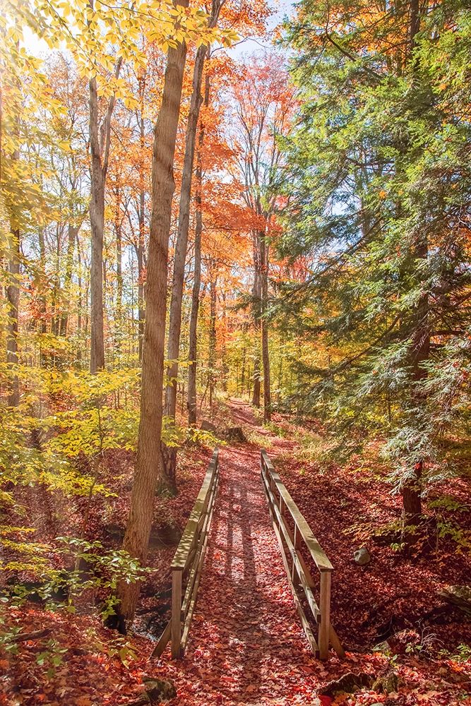Forest Bridge art print by Brooke T. Ryan for $57.95 CAD