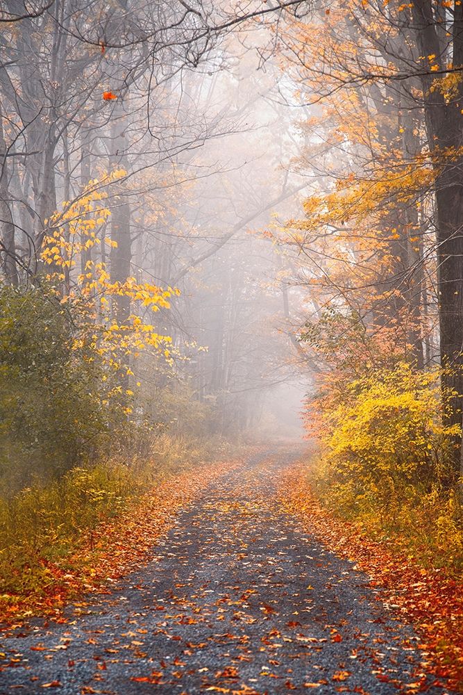 Road and Autumn Mist art print by Brooke T. Ryan for $57.95 CAD