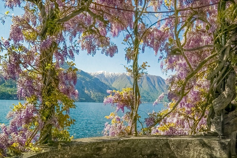 Wisteria and Mountains â€“ Lago di Como art print by Brooke T. Ryan for $57.95 CAD