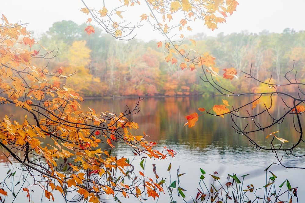 Autumn Pond art print by Brooke T. Ryan for $57.95 CAD