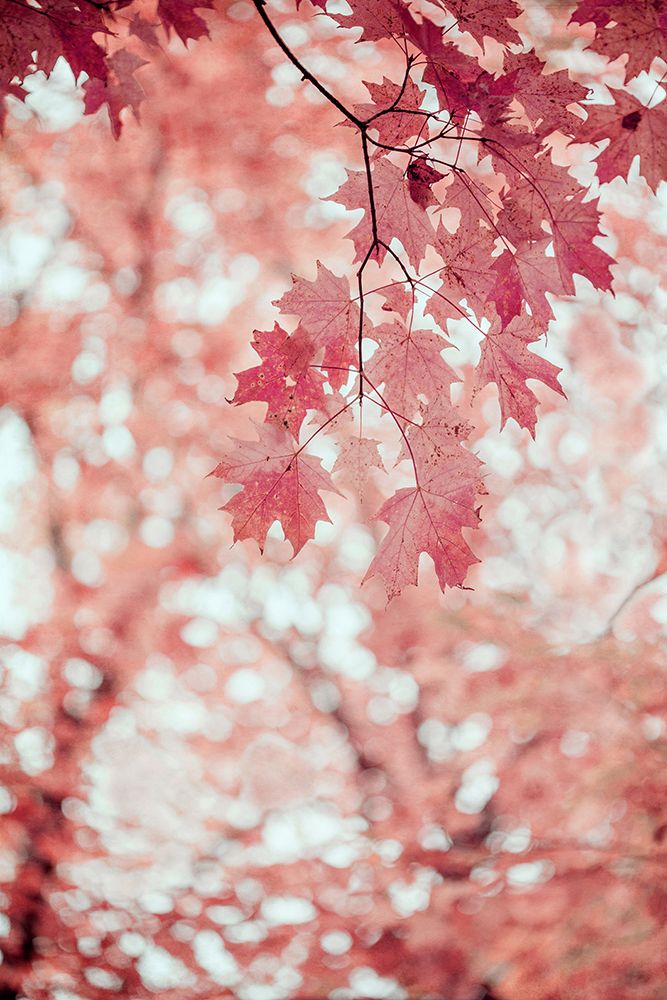 Pink and Coral Maple Leaves art print by Brooke T. Ryan for $57.95 CAD