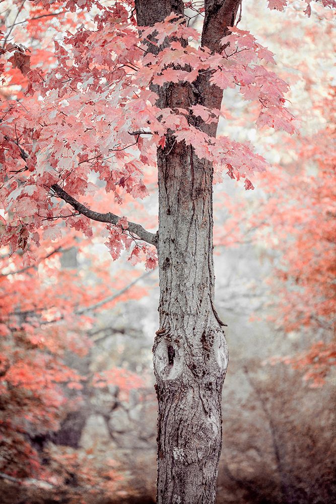 Pink and Coral Maple Tree art print by Brooke T. Ryan for $57.95 CAD