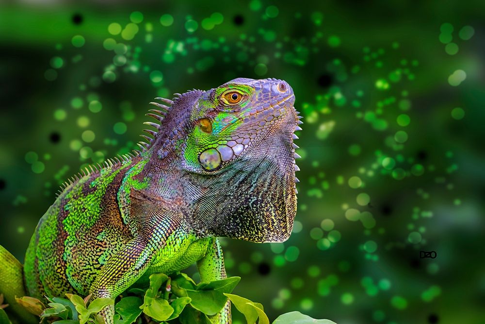 Green Iguana art print by Don Spears for $57.95 CAD
