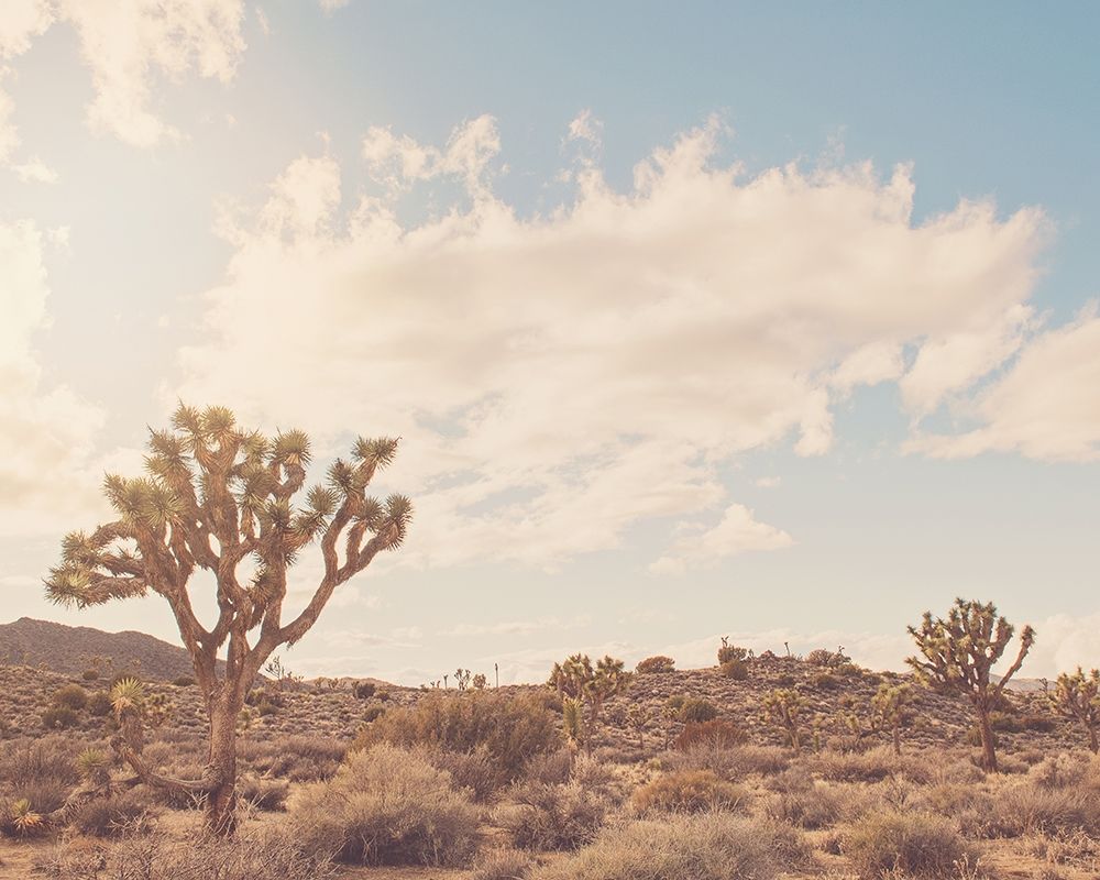 Sunshine and Joshua Trees art print by Myan Soffia for $57.95 CAD