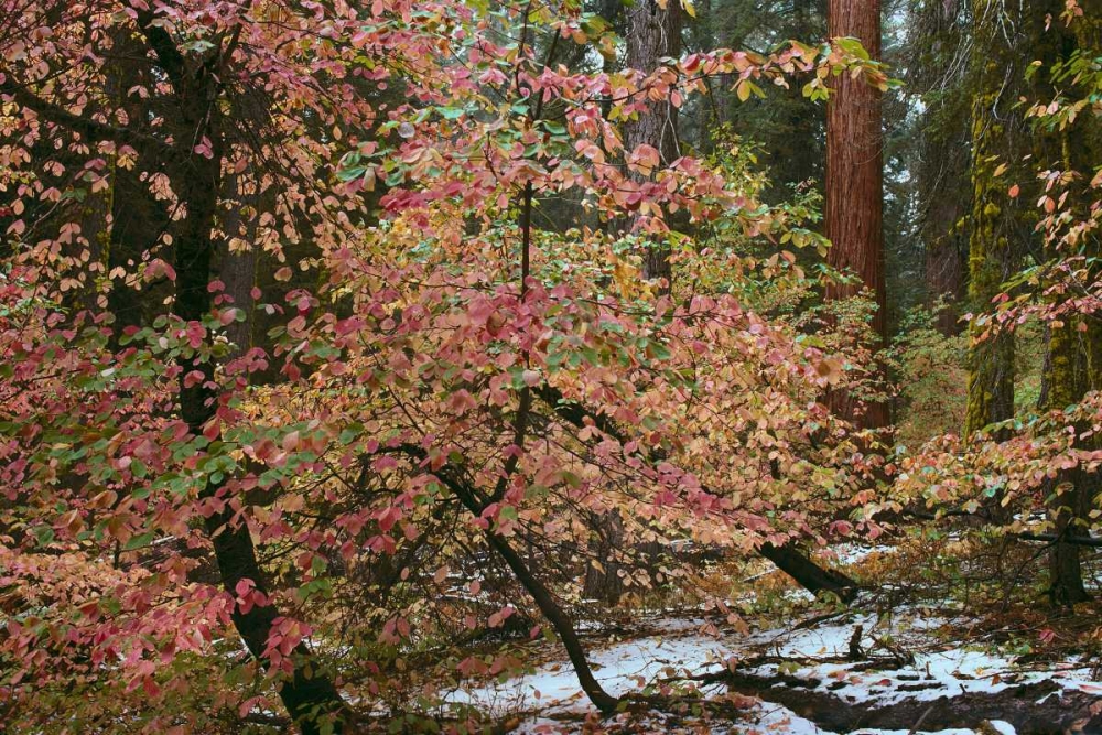 Dogwoods and Sequoia art print by Alain Thomas for $57.95 CAD