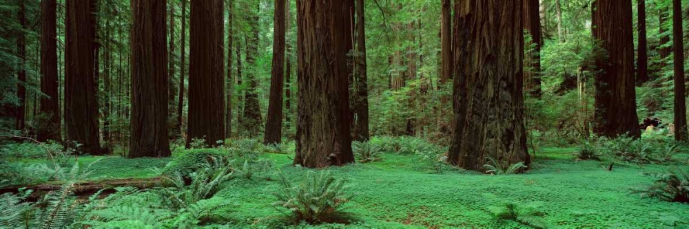 Redwoods Rolph Grove art print by Alain Thomas for $57.95 CAD