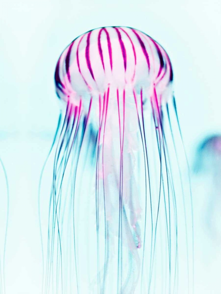 Jelly Fish art print by Tai Prints for $57.95 CAD
