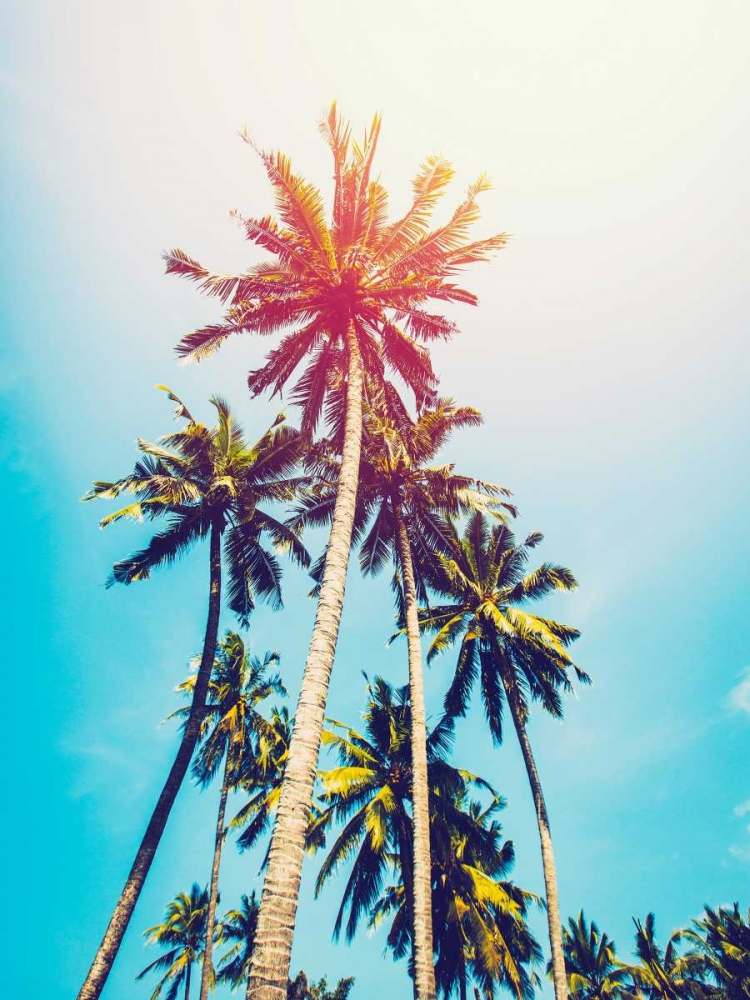 Palms in the Sun art print by Tai Prints for $57.95 CAD