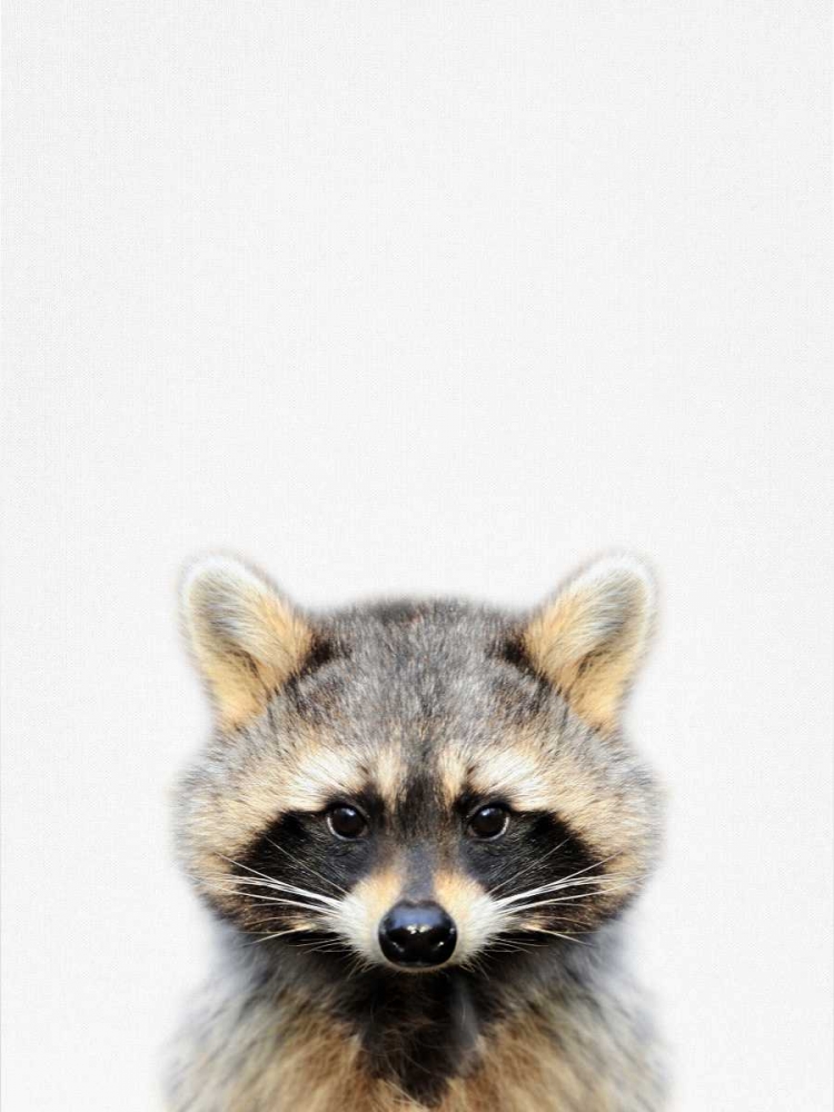 Raccoon art print by Tai Prints for $57.95 CAD