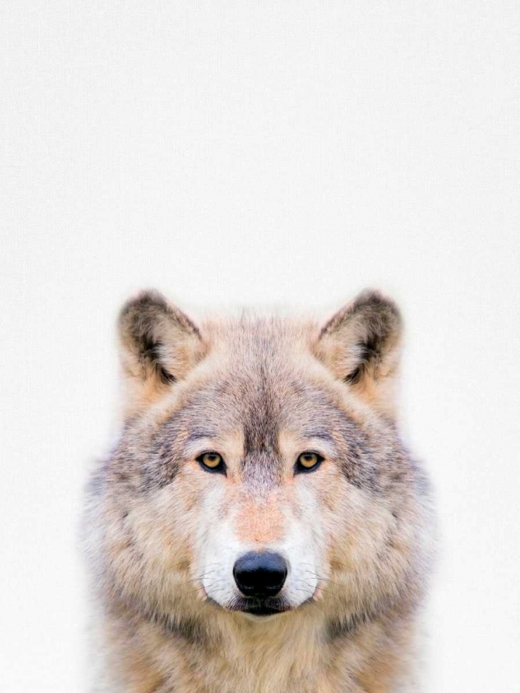Wolf art print by Tai Prints for $57.95 CAD
