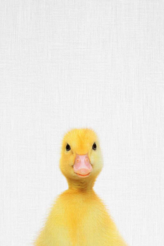 Duck art print by Tai Prints for $57.95 CAD