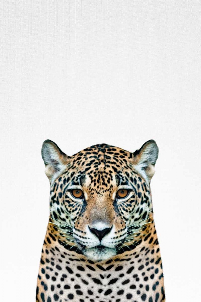 Leopard art print by Tai Prints for $57.95 CAD