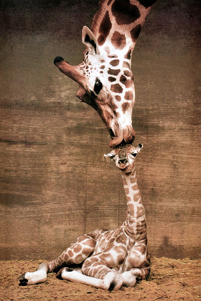 A Mothers Love art print by Unknown for $57.95 CAD