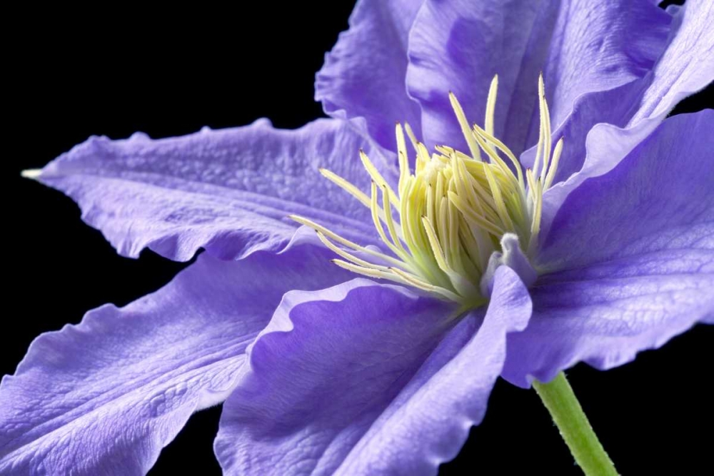 Purple Clematis art print by Amalia Elena Veralli for $57.95 CAD