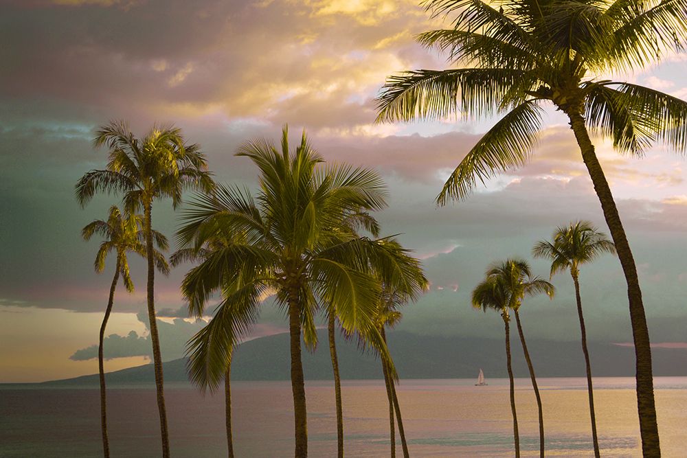 Hawaii Palm Sunset No. 1 art print by Carlos Vargas for $57.95 CAD