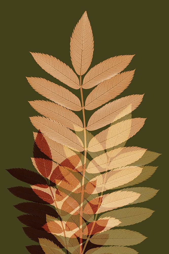 Fall Leaves 2 art print by Ian Winstanley for $57.95 CAD