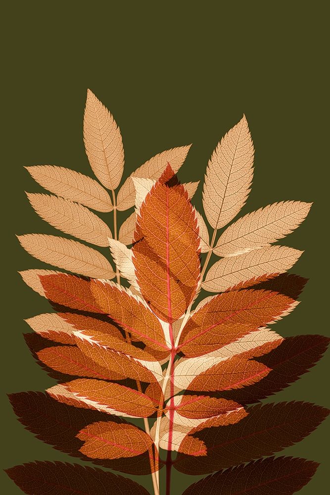 Fall Leaves 4 art print by Ian Winstanley for $57.95 CAD
