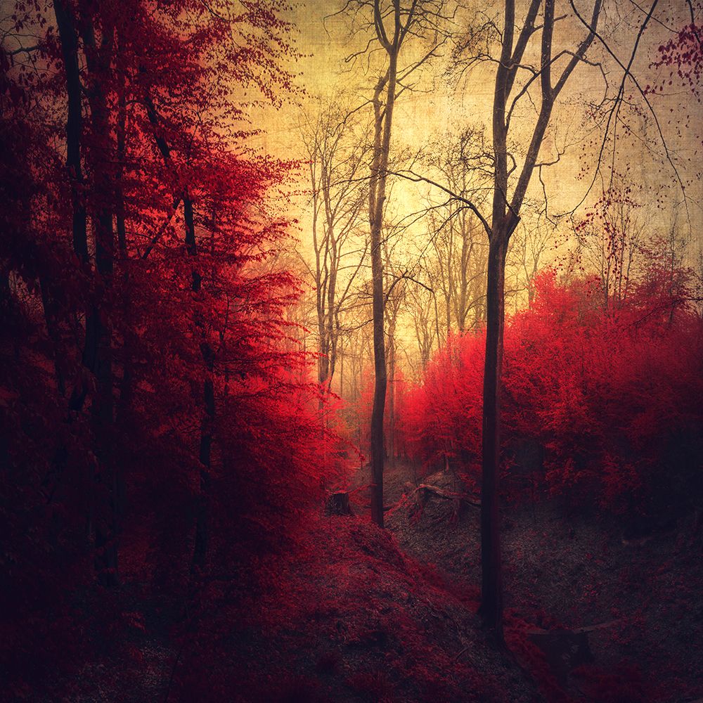 Ruby Red Forest art print by Dirk Wustenhagen for $57.95 CAD