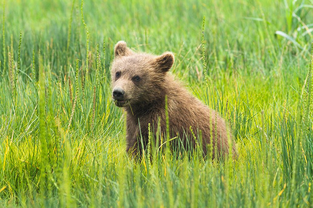 Grizzly Bear Cub art print by Richard Wong for $57.95 CAD