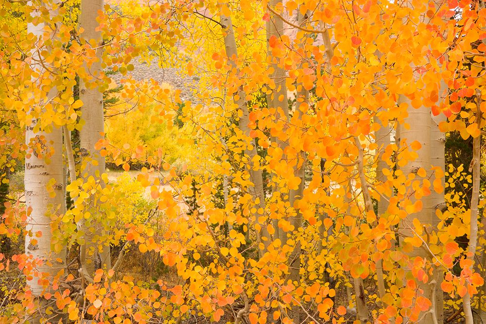 North Lake Aspen art print by Richard Wong for $57.95 CAD