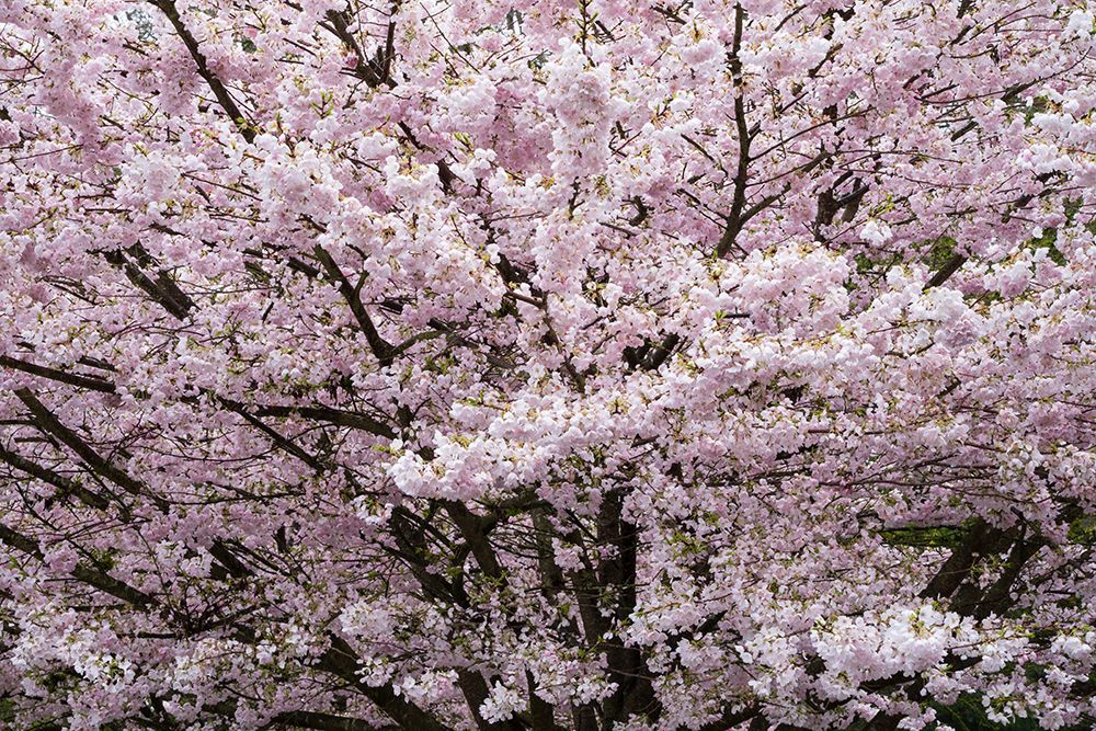 Stanley Park Cherry Tree Blossoms art print by Richard Wong for $57.95 CAD