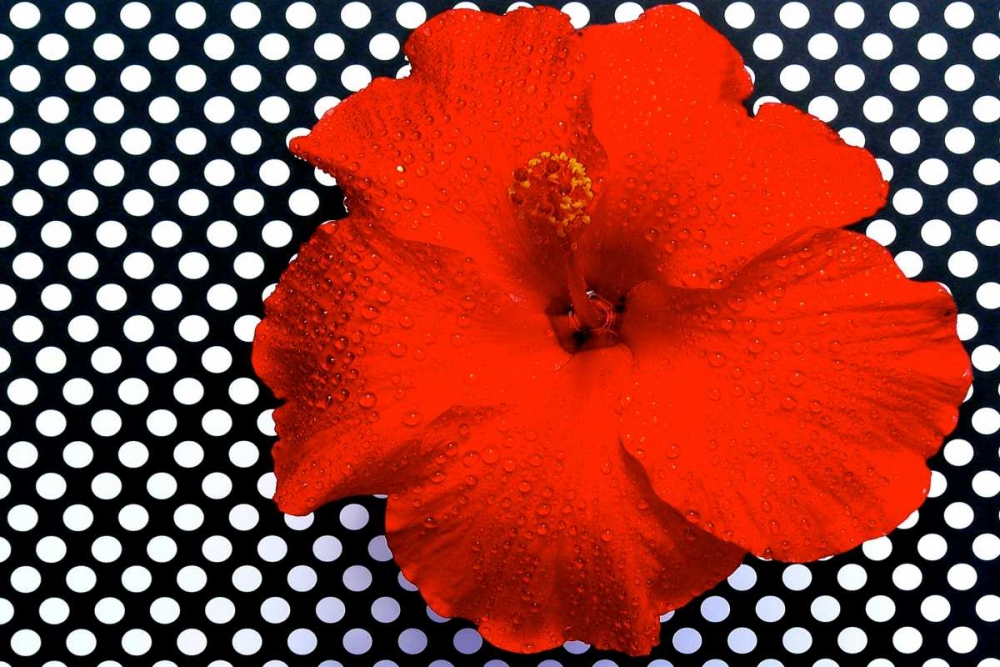 Red Hibiscus art print by Gail Peck for $57.95 CAD