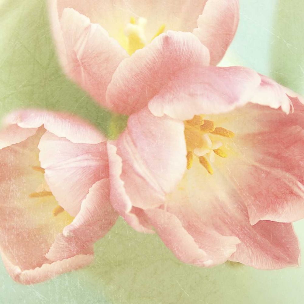 Resplendent Pink Blossoms Square art print by Sarah Gardner for $57.95 CAD