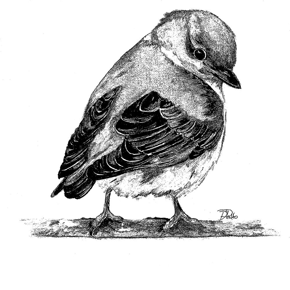 Black And White Baby Bird I art print by Patricia Pinto for $57.95 CAD