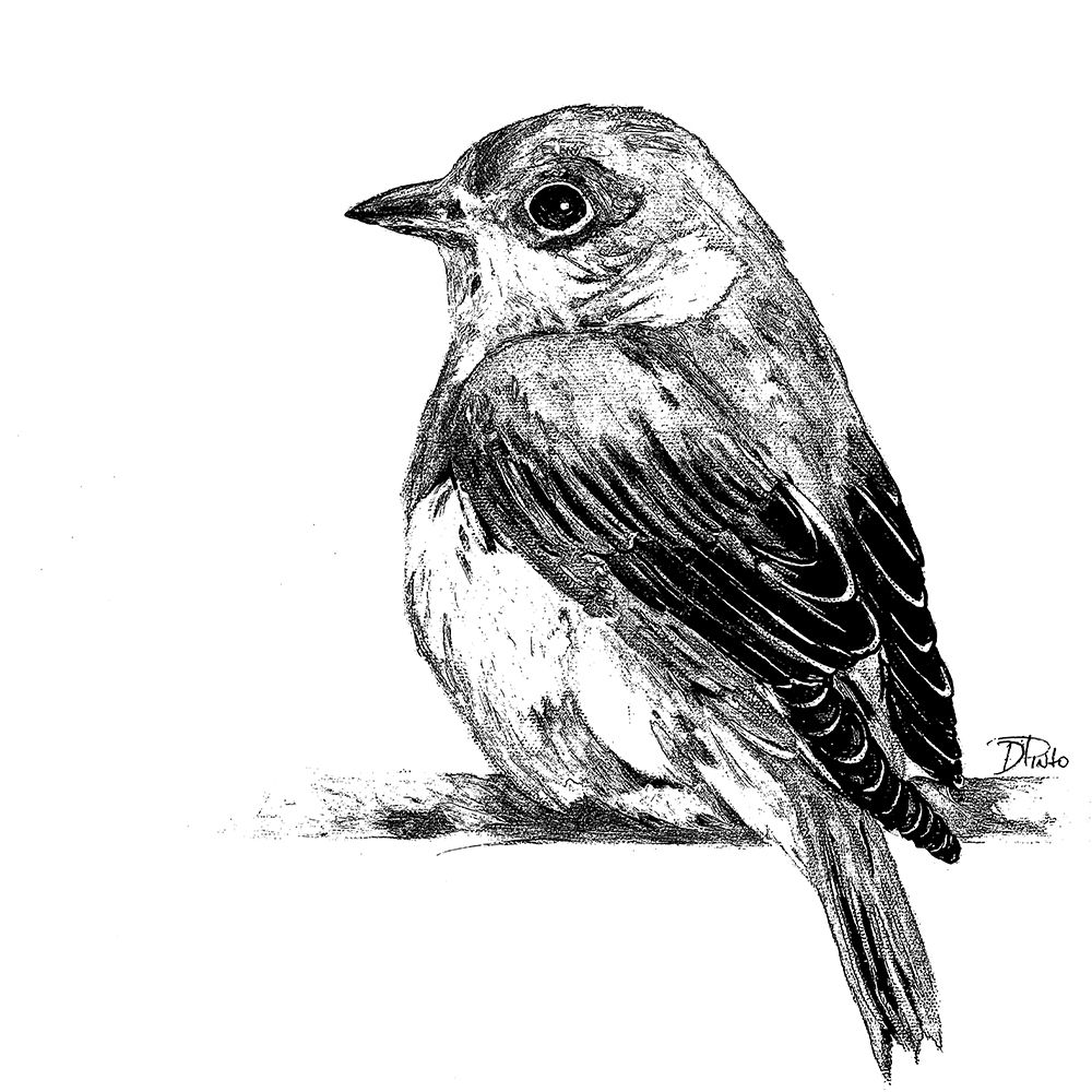 Black And White Baby Bird II art print by Patricia Pinto for $57.95 CAD