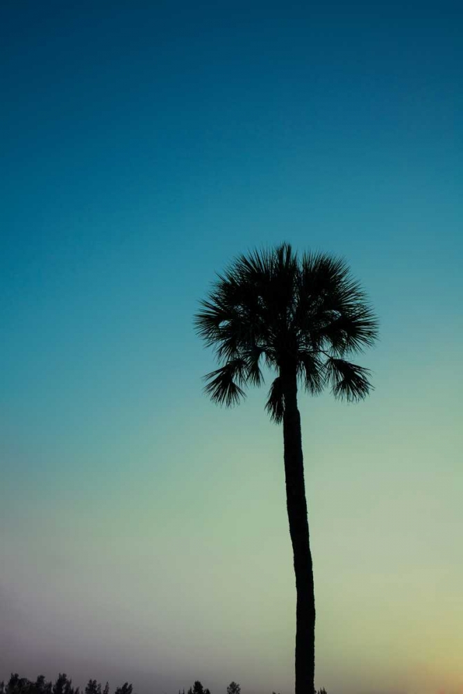 Palm Solo art print by Susan Bryant for $57.95 CAD