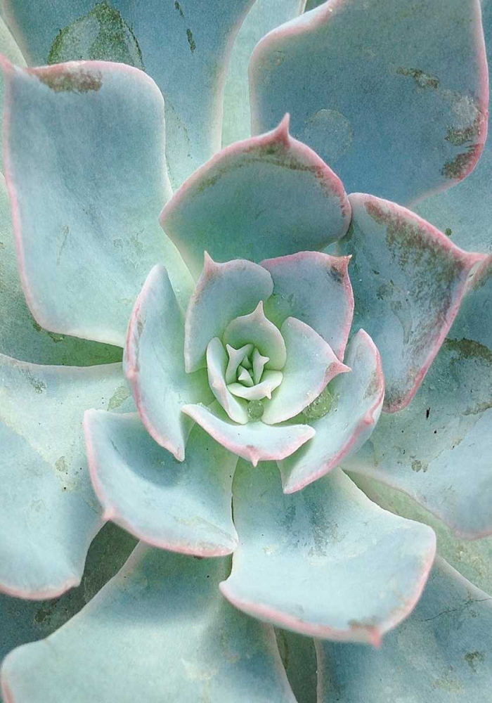 Teal Succulent Vertical art print by Susan Bryant for $57.95 CAD