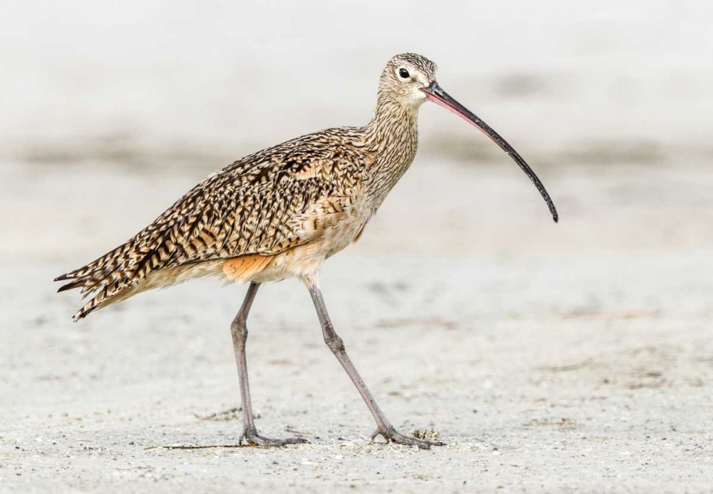 Long Billed Curlew art print by Shelley Lake for $57.95 CAD