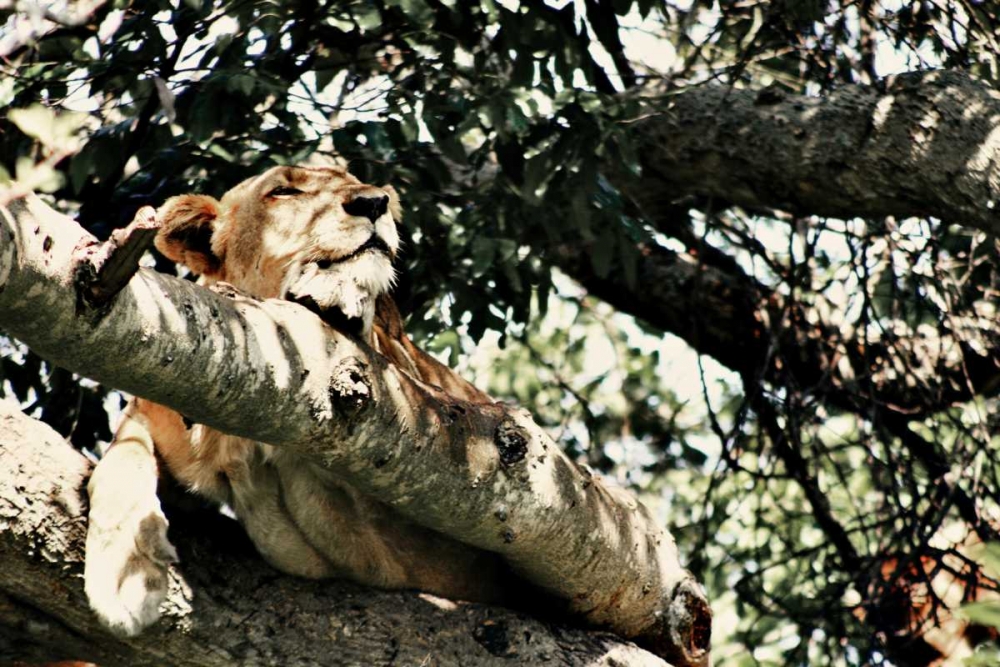 Lion Tree art print by Susan Bryant for $57.95 CAD