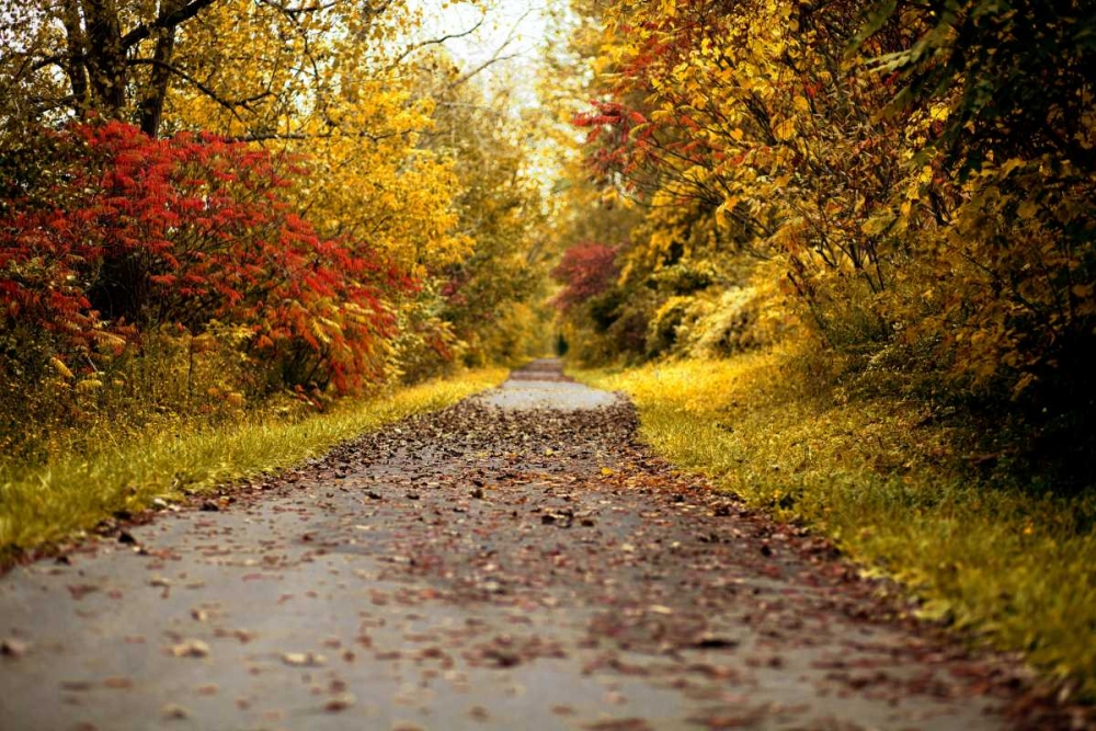 Quiet Autumn Path art print by Kelly Poynter for $57.95 CAD