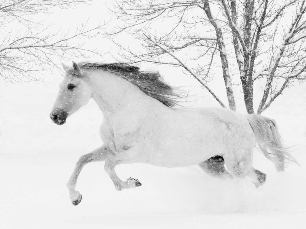 Running in the Snow art print by Carol Walker for $57.95 CAD