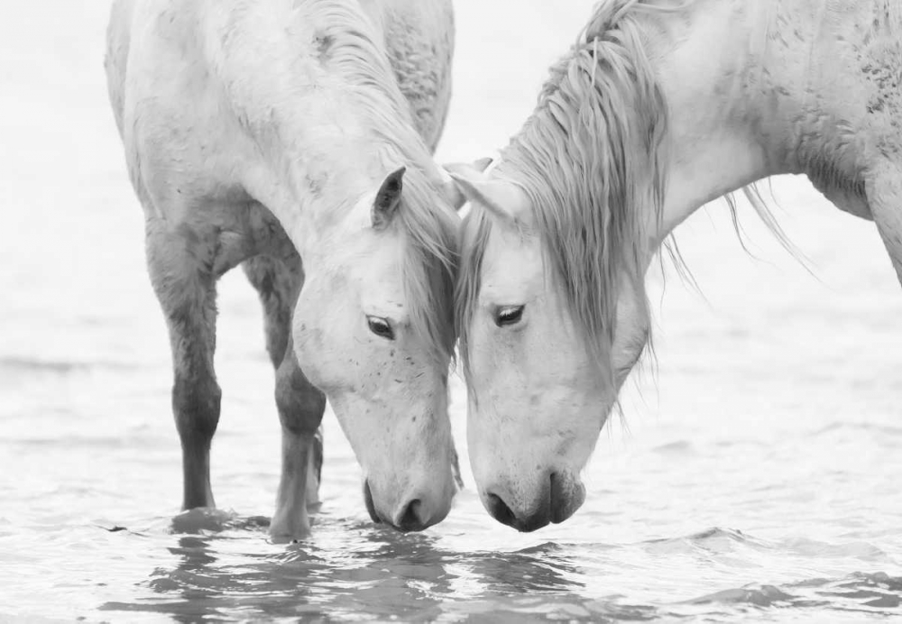 White Water Horses art print by Carol Walker for $57.95 CAD
