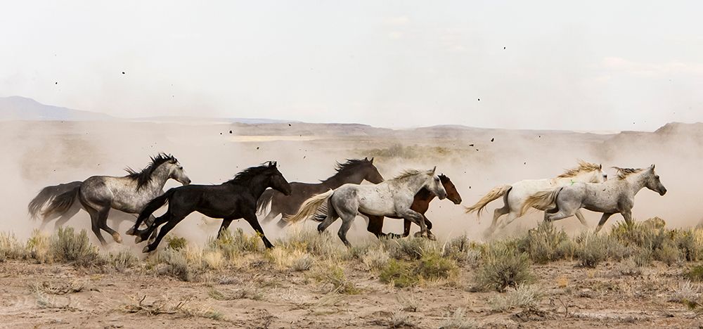 Horses On The Run art print by Carol Walker for $57.95 CAD
