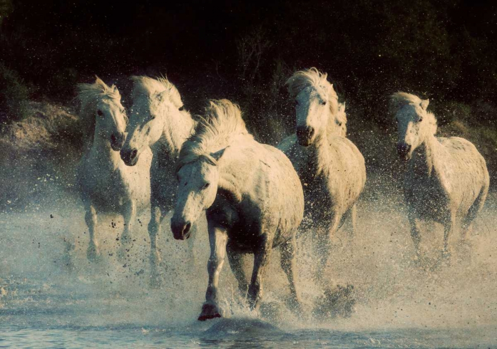 White Running Horses art print by Carol Walker for $57.95 CAD