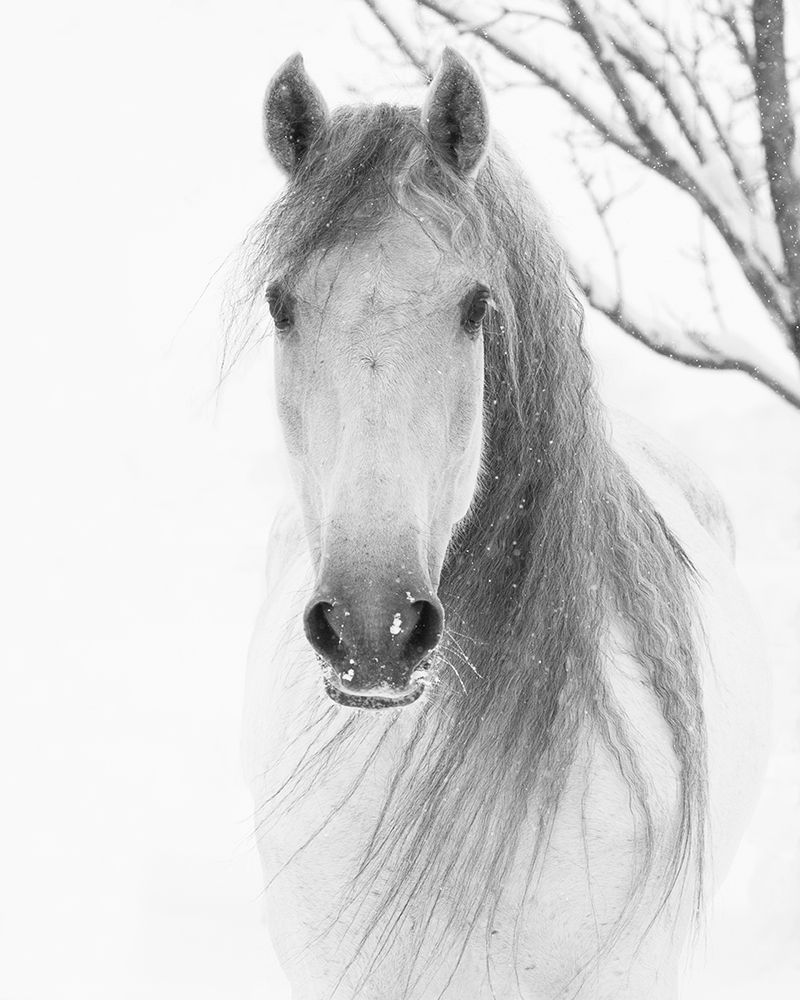 Facing Horse art print by Carol Walker for $57.95 CAD