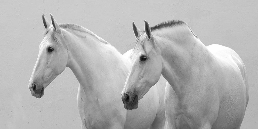 White Horses art print by Carol Walker for $57.95 CAD