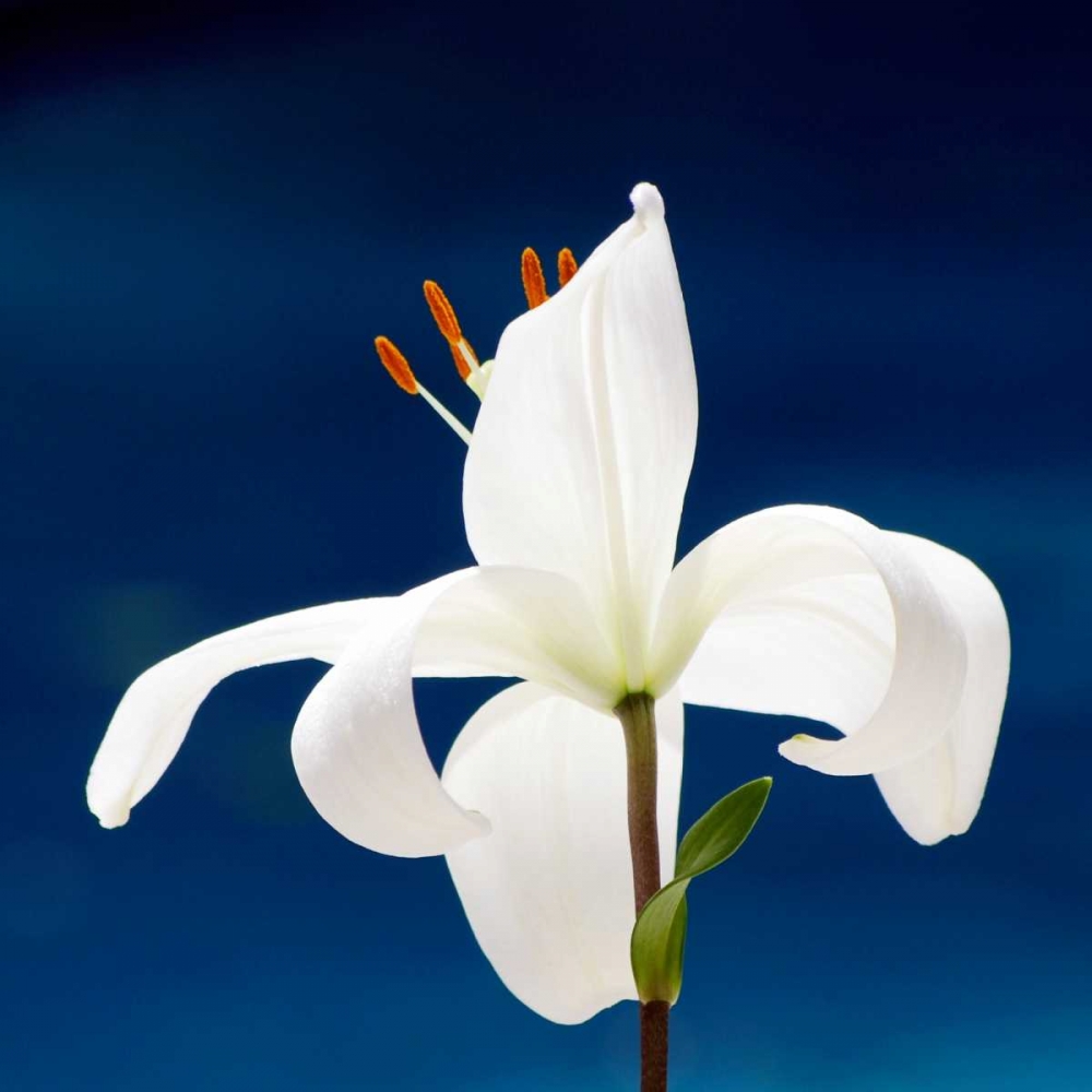 Lily On Blue art print by Gail Peck for $57.95 CAD