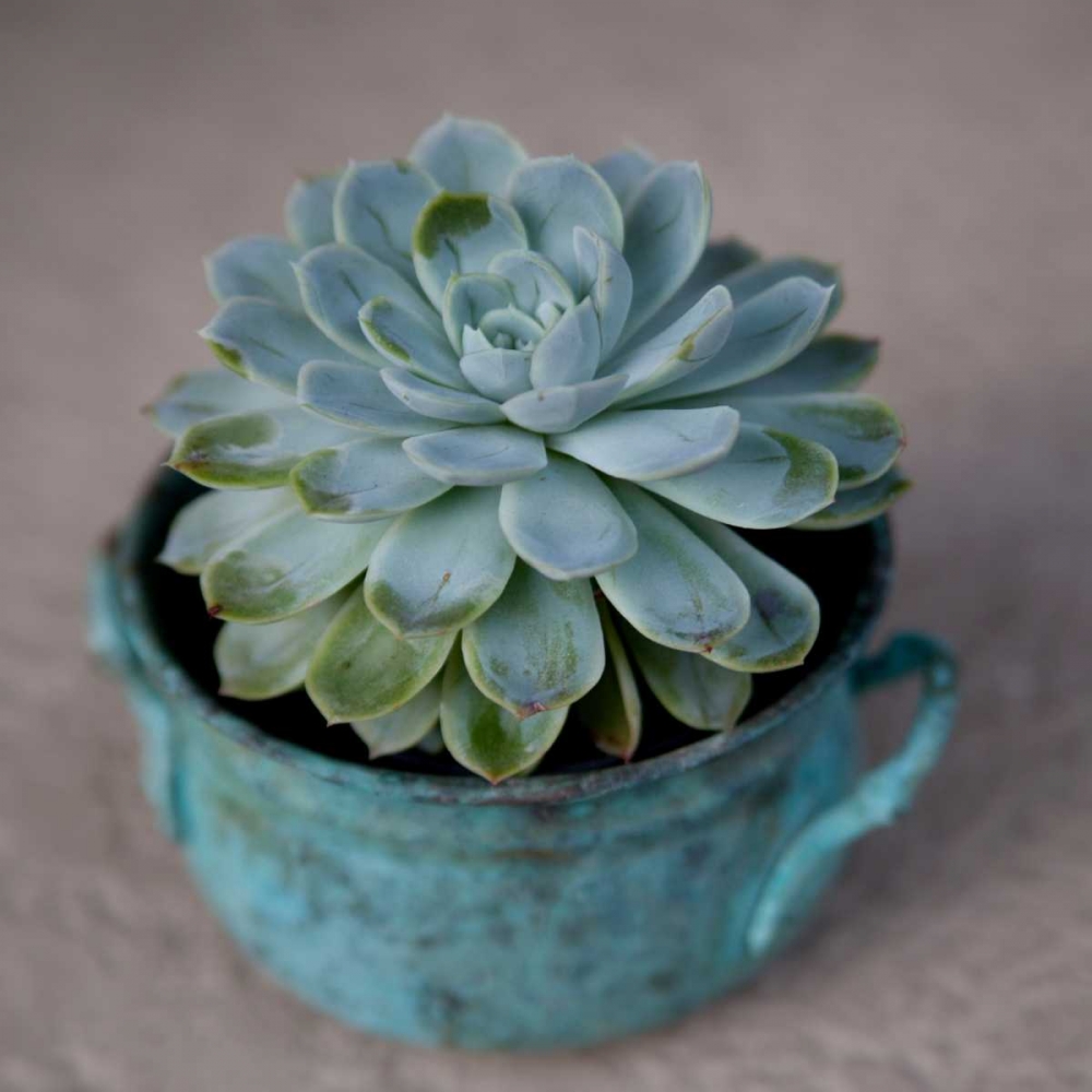 The Little Succulent art print by Susan Bryant for $57.95 CAD