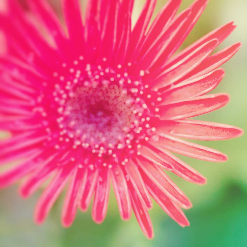 Pink Fun I art print by Susan Bryant for $57.95 CAD