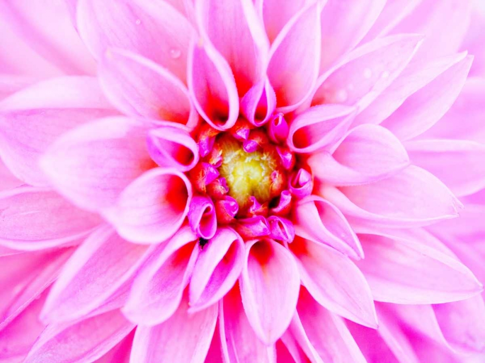 Pink Explosion I art print by Susan Bryant for $57.95 CAD