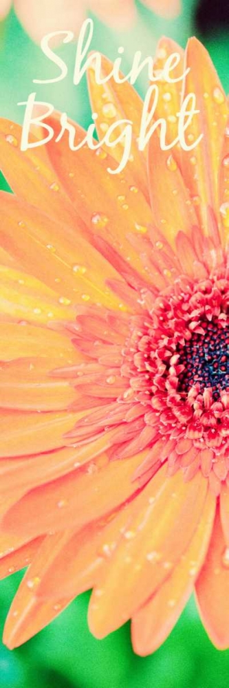 Shine Bright Daisy art print by Susan Bryant for $57.95 CAD