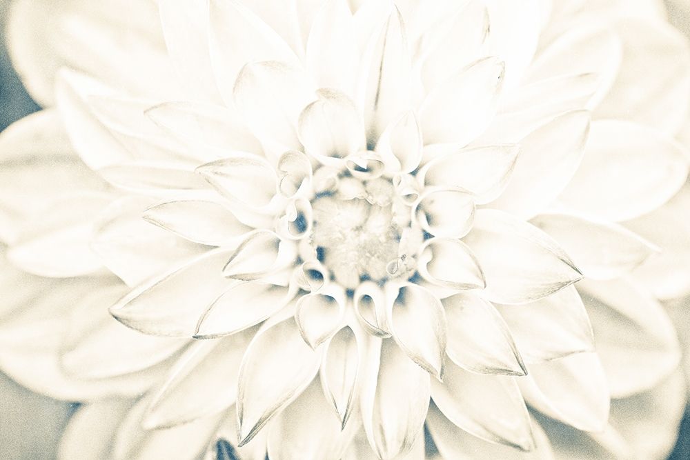 Bright White Bloom I art print by Susan Bryant for $57.95 CAD