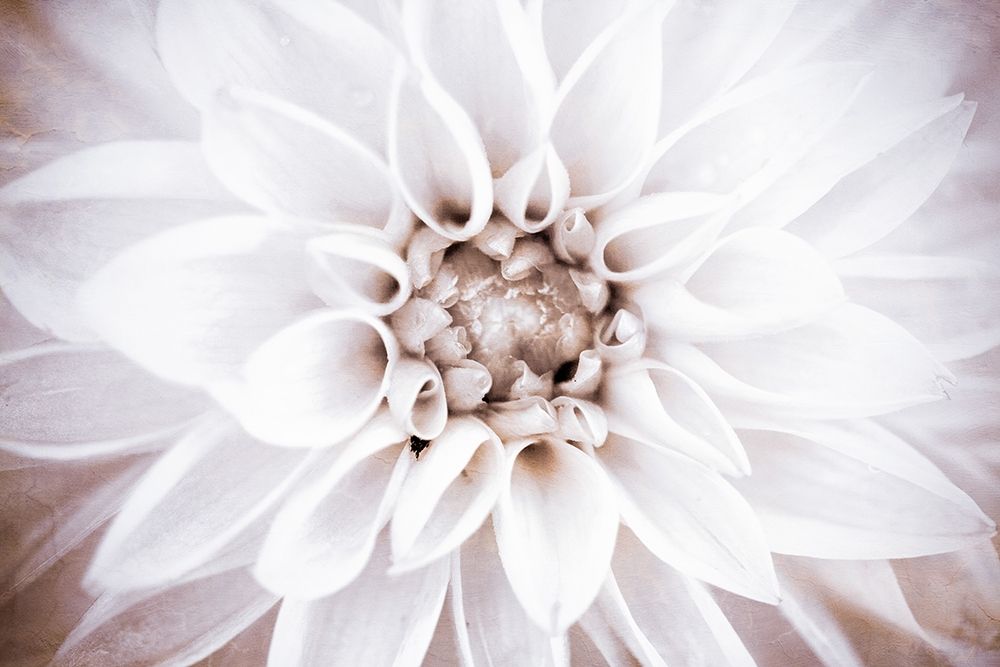 Bright White Bloom II art print by Susan Bryant for $57.95 CAD